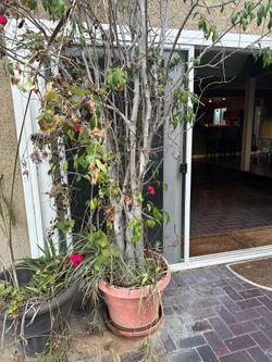 Free ficus trees