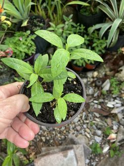 Milkweed in cup size container