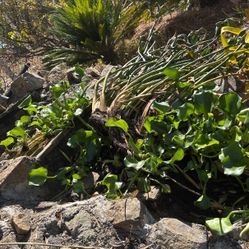 Water Pond Plants