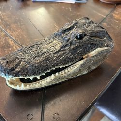 Alligator Head Skull 10 Inches 