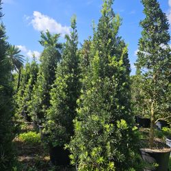 Japanese Blueberry  juniper spiral  and cone