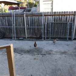 A Very Beautiful Gate Doors For Your Beautiful Home Projects 