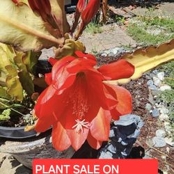 PLANT AND SUCCULENT SALE ON SUNDAY STARTS AT 1PM. SAN LORENZO