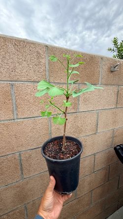 ginkgo tree in a 1gal. pot (male tree)