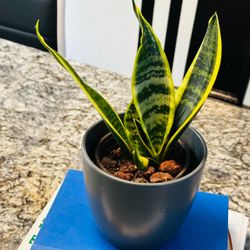 Sensevieria plant in grey Ceremic pot