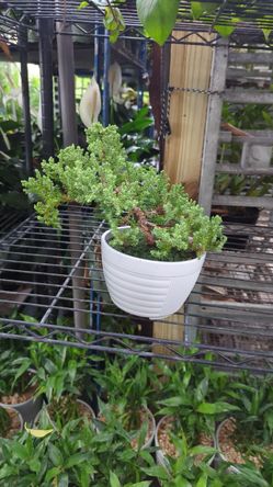 Bonsái juniper in 6” pot. SPECIAL PRICE 🤩