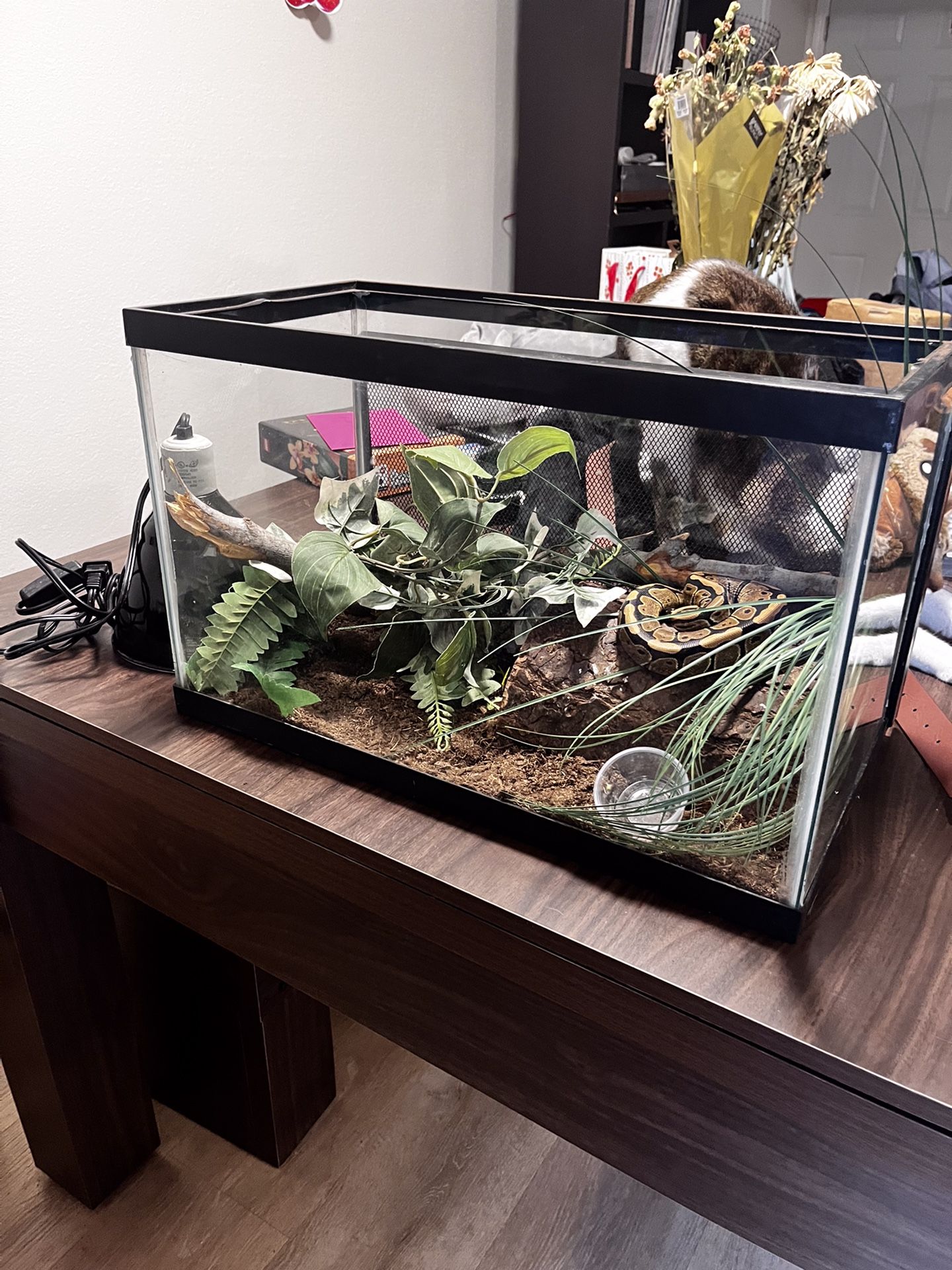 Reptile Enclosure