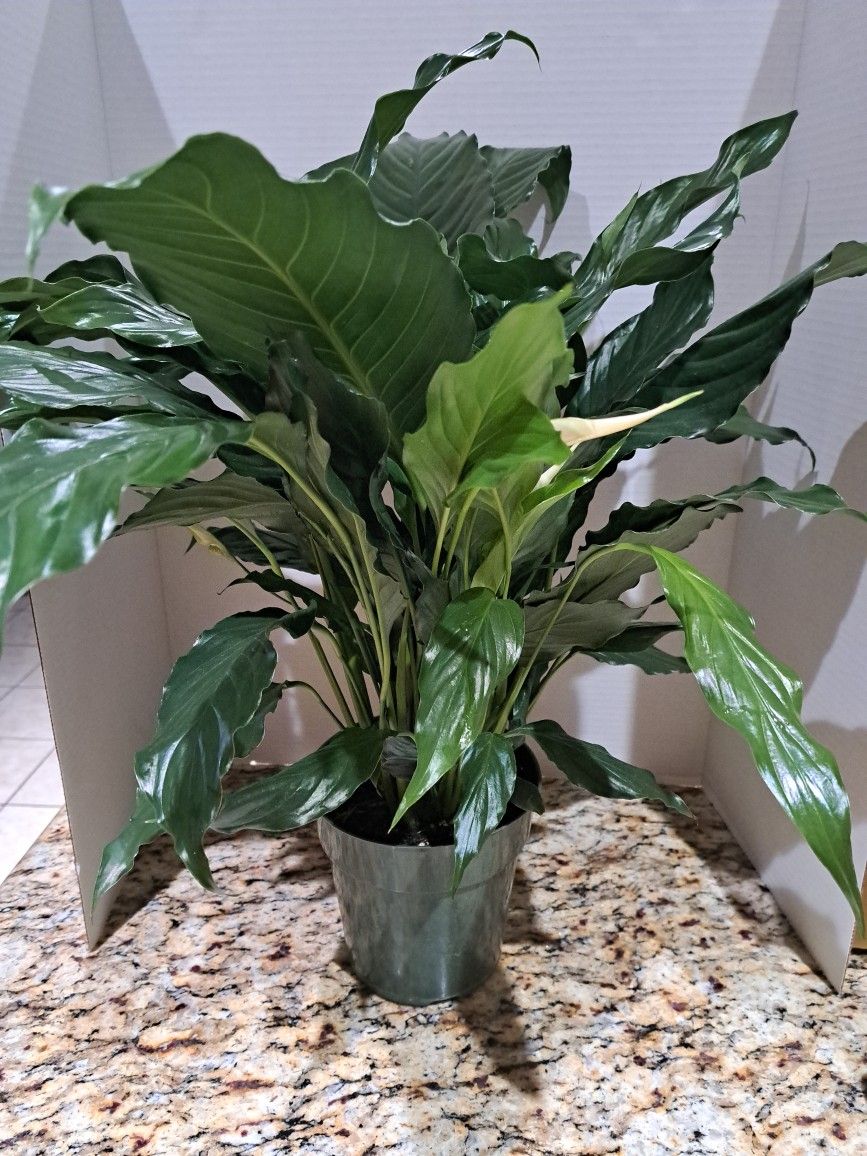 Large Peace LILY 