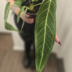 We have lots of beautiful/exotic plants