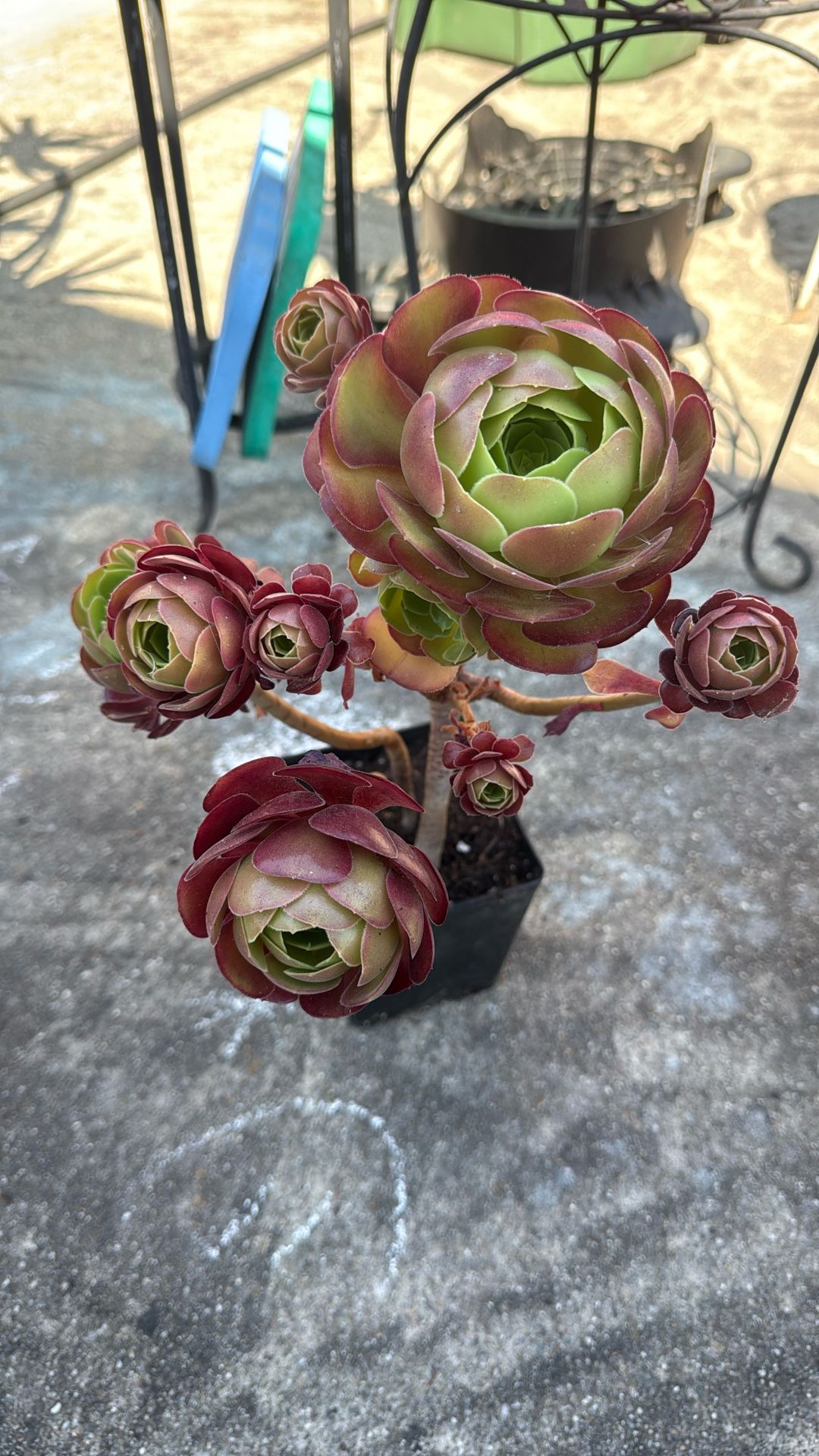 Aeonium Succulent Plant 6” Pot