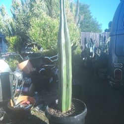 Fat Mexican Fence Post Cactus Plant