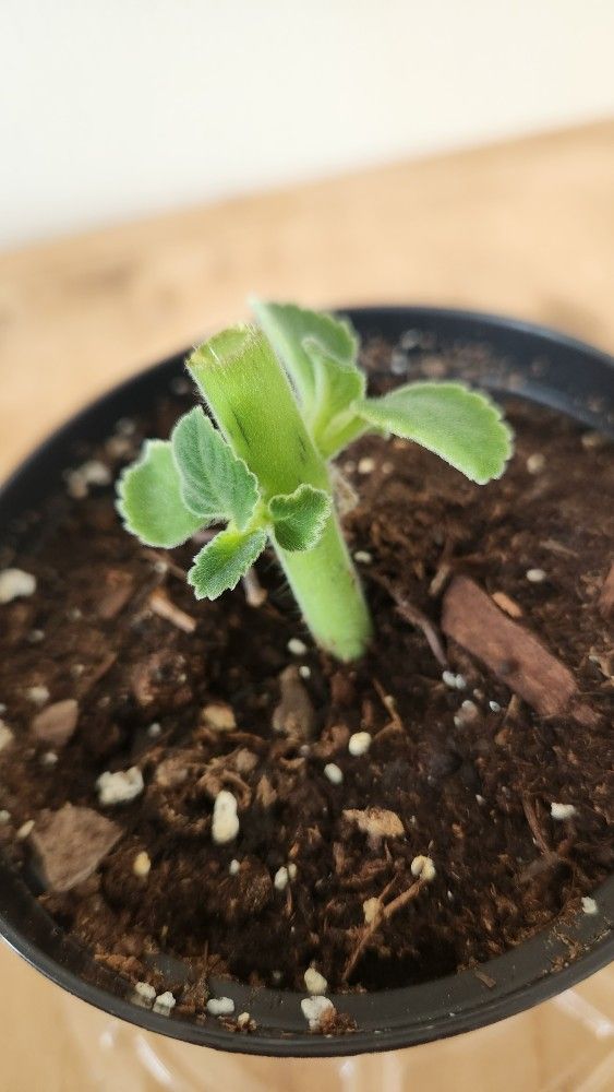 Boldo Plant