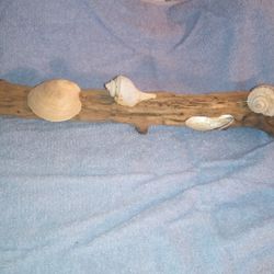 Driftwood And Shells