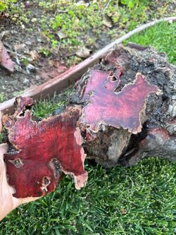 Manzanita burl wood bowl turning
