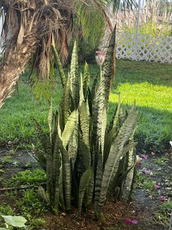 Snake Plant