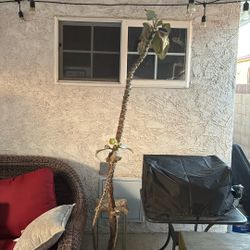 Kalanchoe beharensis 7feet High 