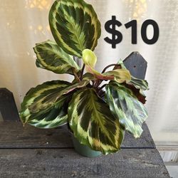Calathea