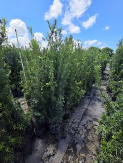 podocarpus6 to 7 feet tall  Instant Privacy Hedge For Fence Green Full Ready Best plant for fencing hedges and privacy low maintenance
