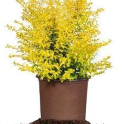 Ligustrum Sunshine Shrub 1 Gallon Plant | Lustrous Garden Shrub