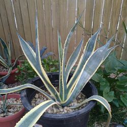 Agave cactus plants