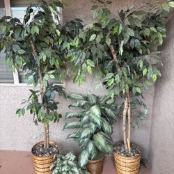 4 Of Imitation Trees