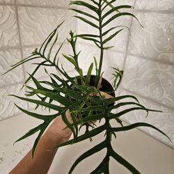 tortum philodendron