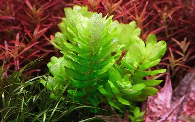 Rotala tulunadensis
