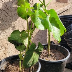 Ojasanta 