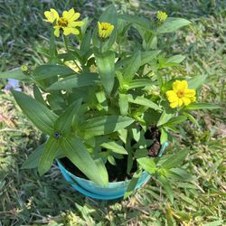 Yellow Zinnia Plant 🌼