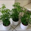 💚Sophia’s plants Collection💚