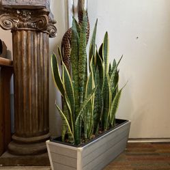 Indoor Mother-in-Law Or Snake Plant