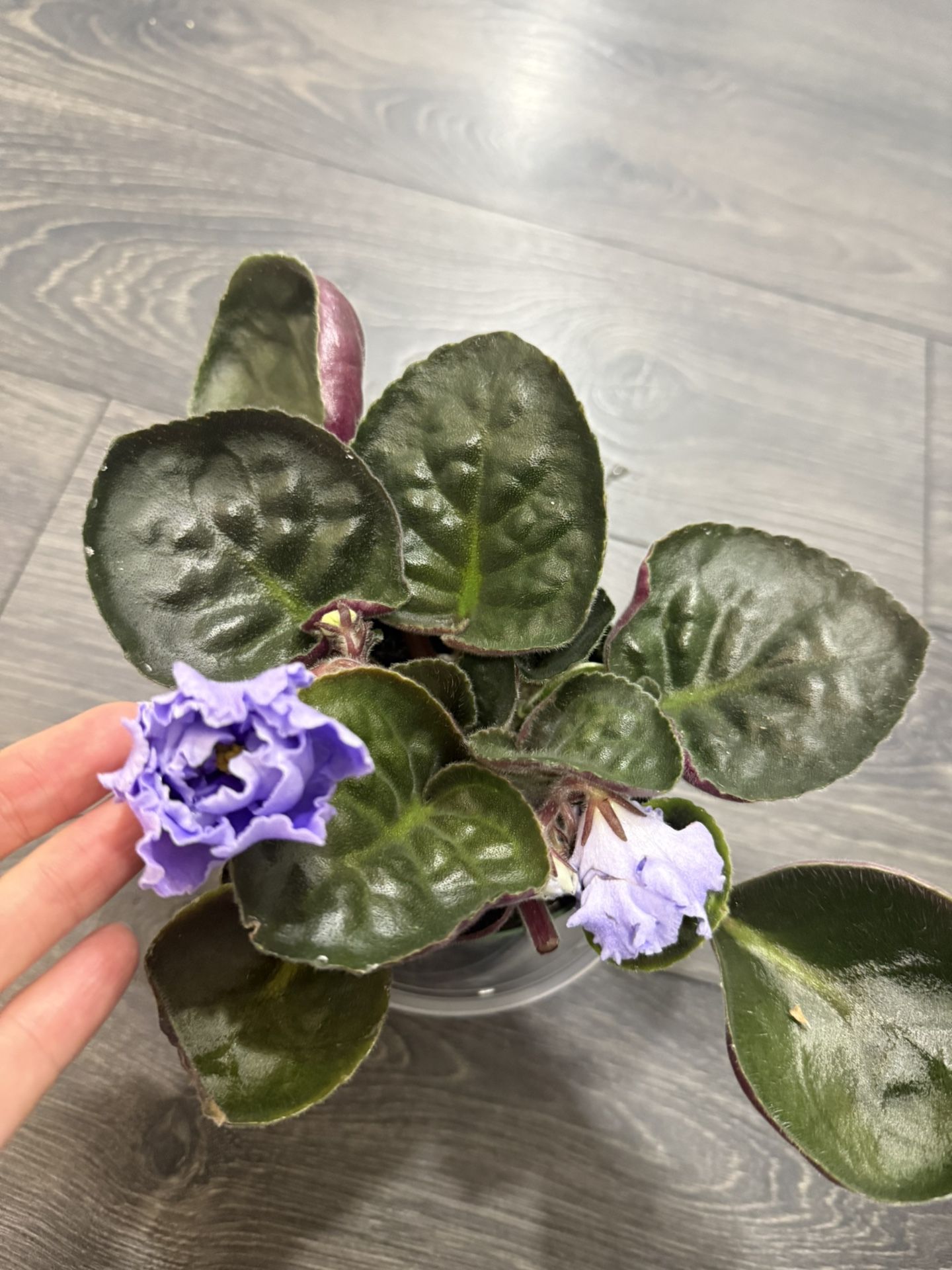 African Violet Blooming Large Bloom Indoor Plant
