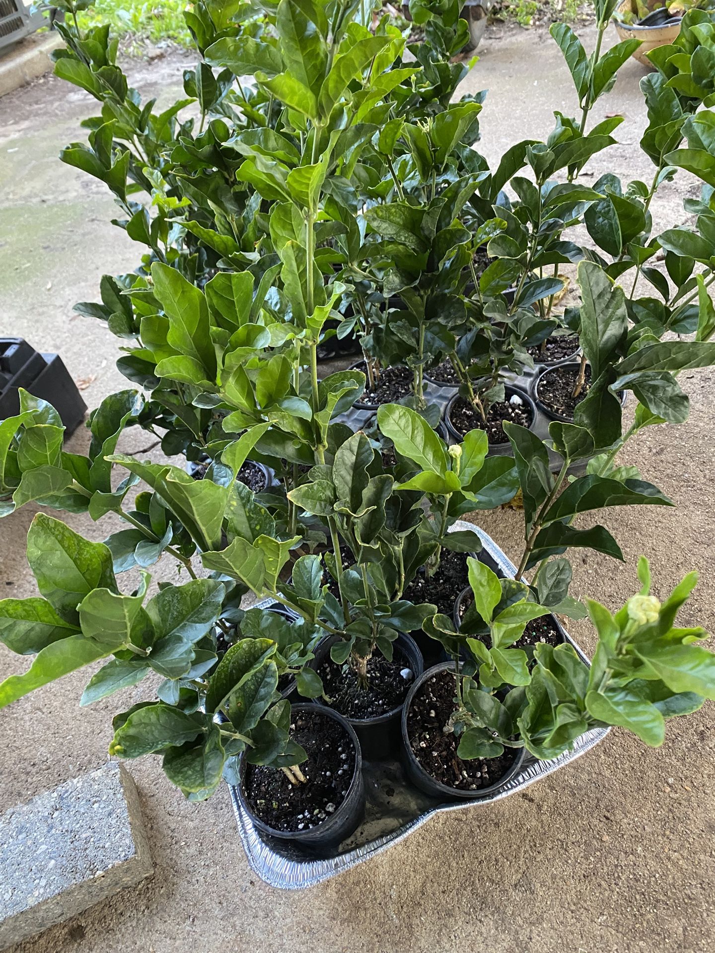 Jasmine sambac Grand Duke Supreme Plants 