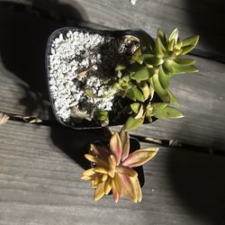 Crassula plants succulents $1 each