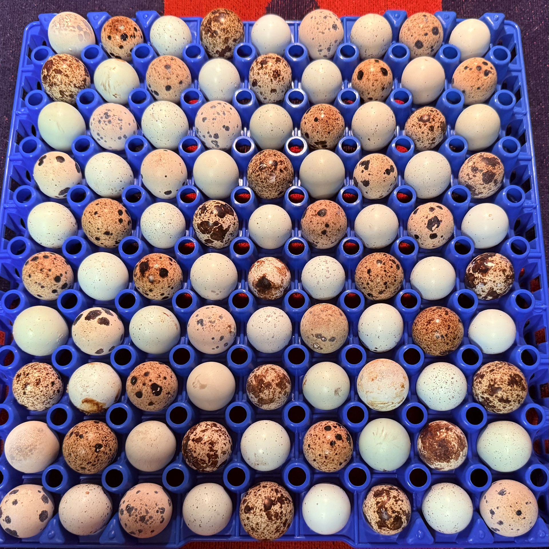 90Egg Flat Quail Eggs