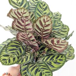Calathea Makoyana Peacock Plant 6" Pot - Indoor House Plants 