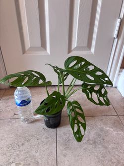 Beautiful living house plant - Monstera Adansonii