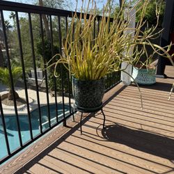 Lady Slipper Succulent