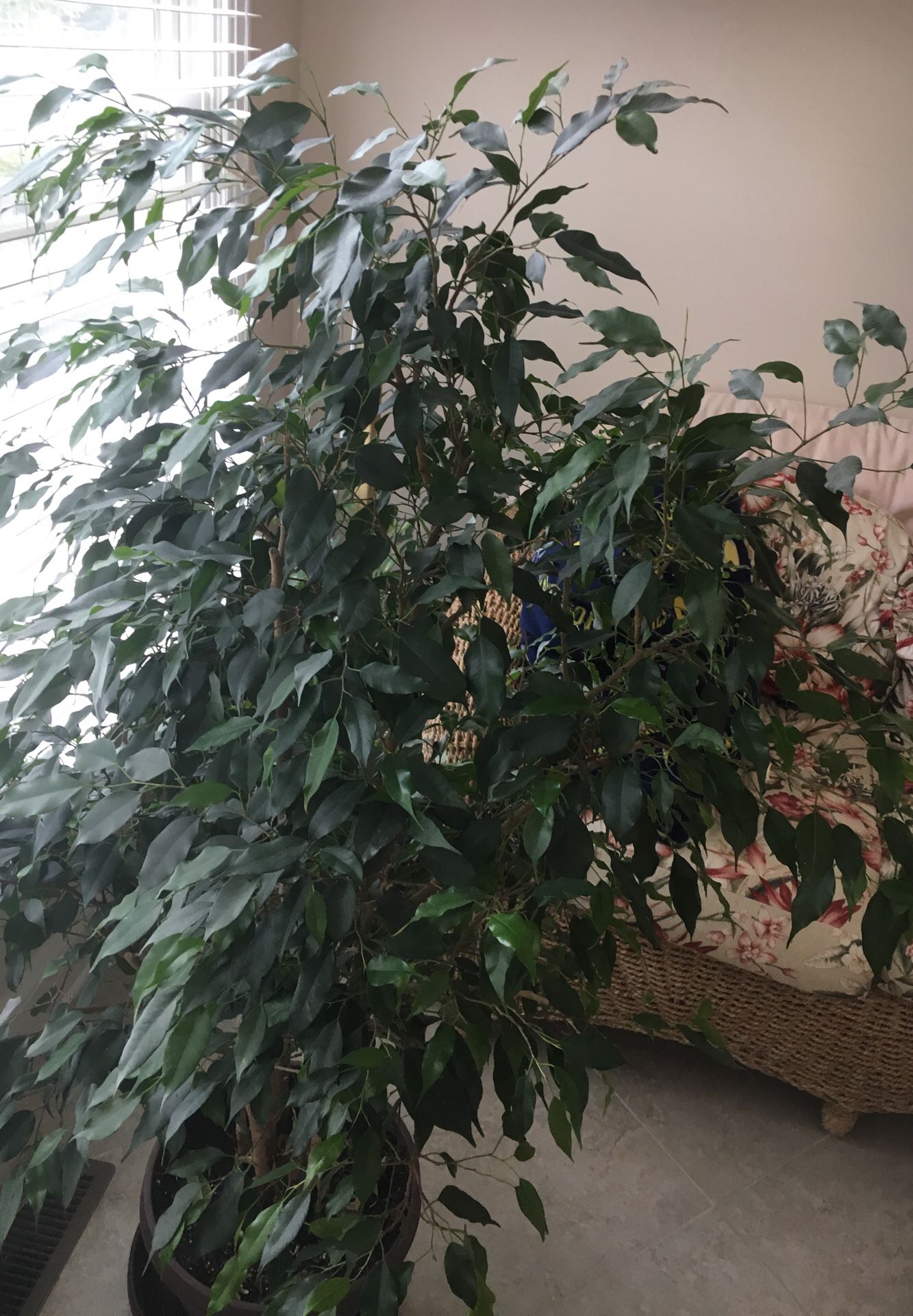 Real plant for sale