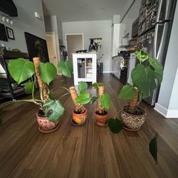 Monsteras for Sale with the pot