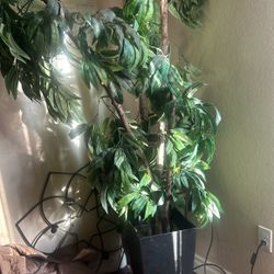 Fake Plant 