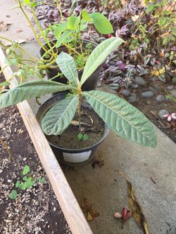 Loquat small tree