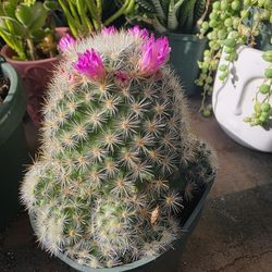 Mammillaria cactus with pink flowers