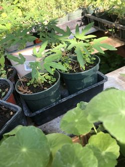 Young papaya plant . Red papaya