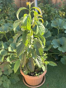 Avocado Plant