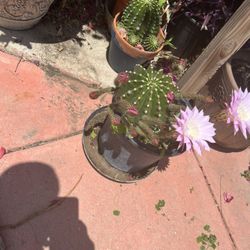 Varying Of Plantas