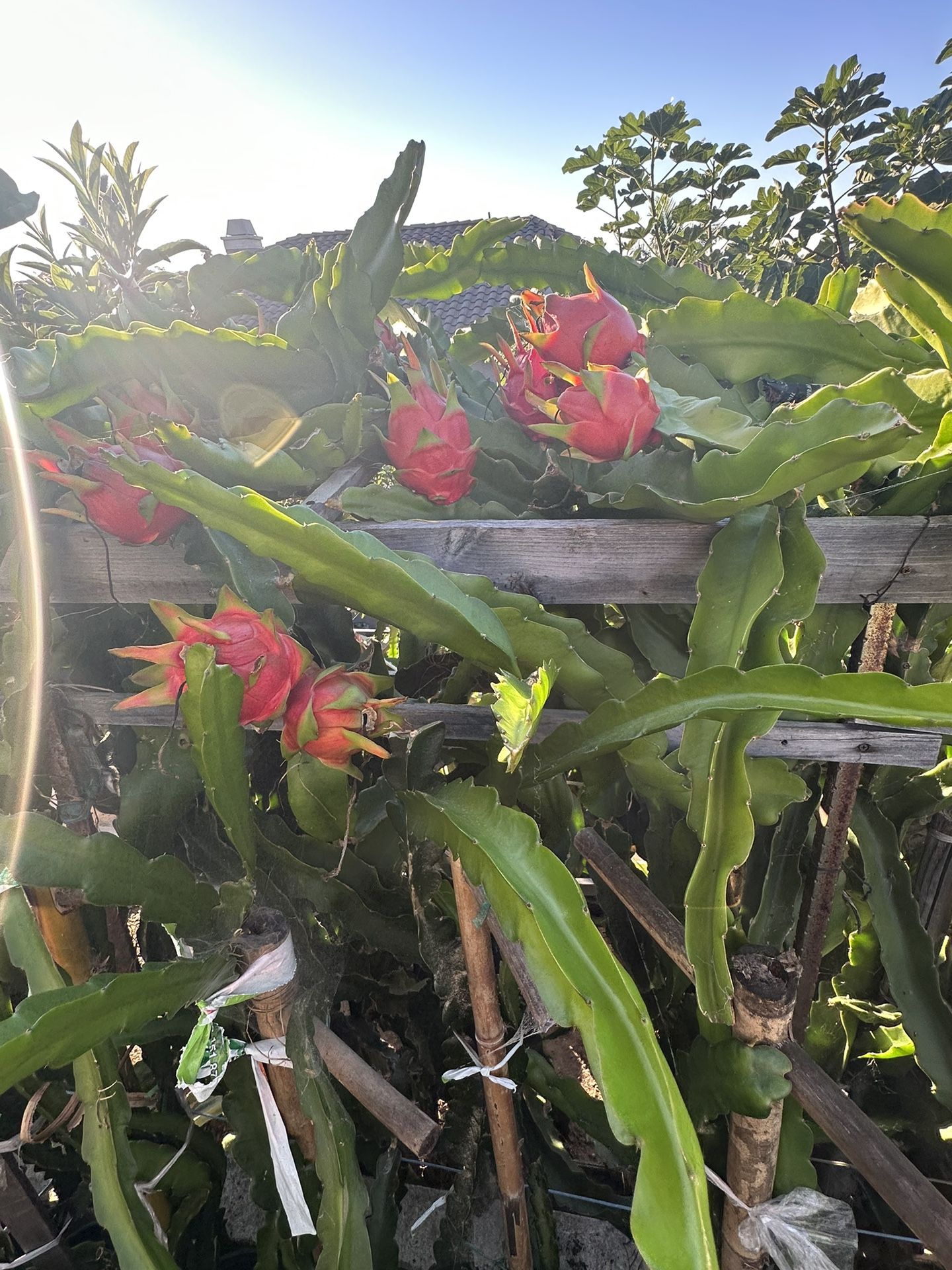Dragon fruit (mature)
