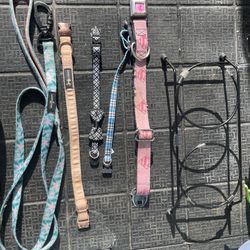 Dog Accessories 