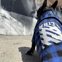 Off White Button Up Dog Shirts