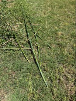 FREE Bamboo 🎋